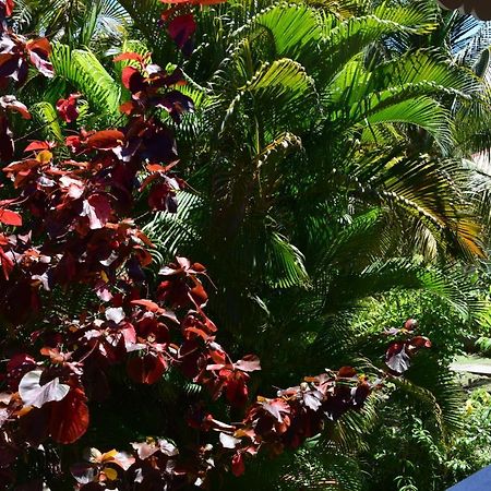 Jardin Sur Mer Terre-De-Haut ภายนอก รูปภาพ
